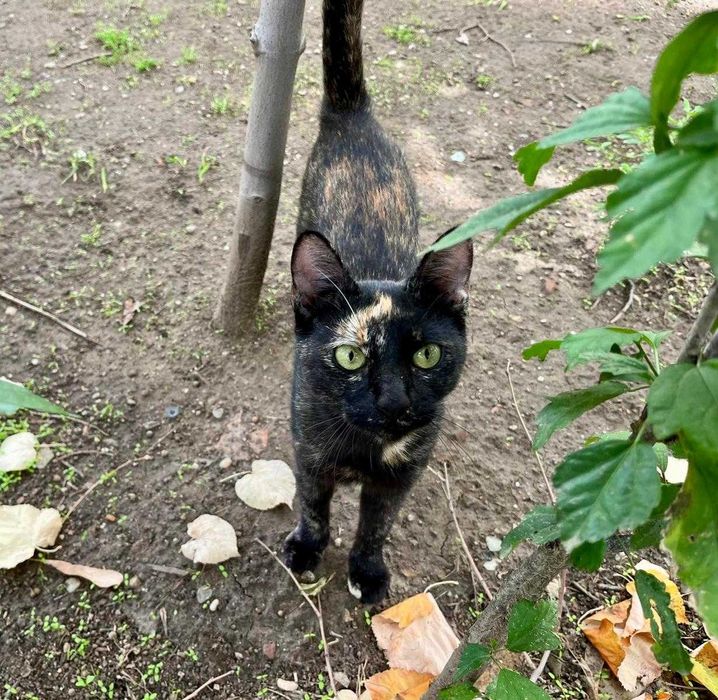 Tortie, pisicuta sterilizata pentru adoptie