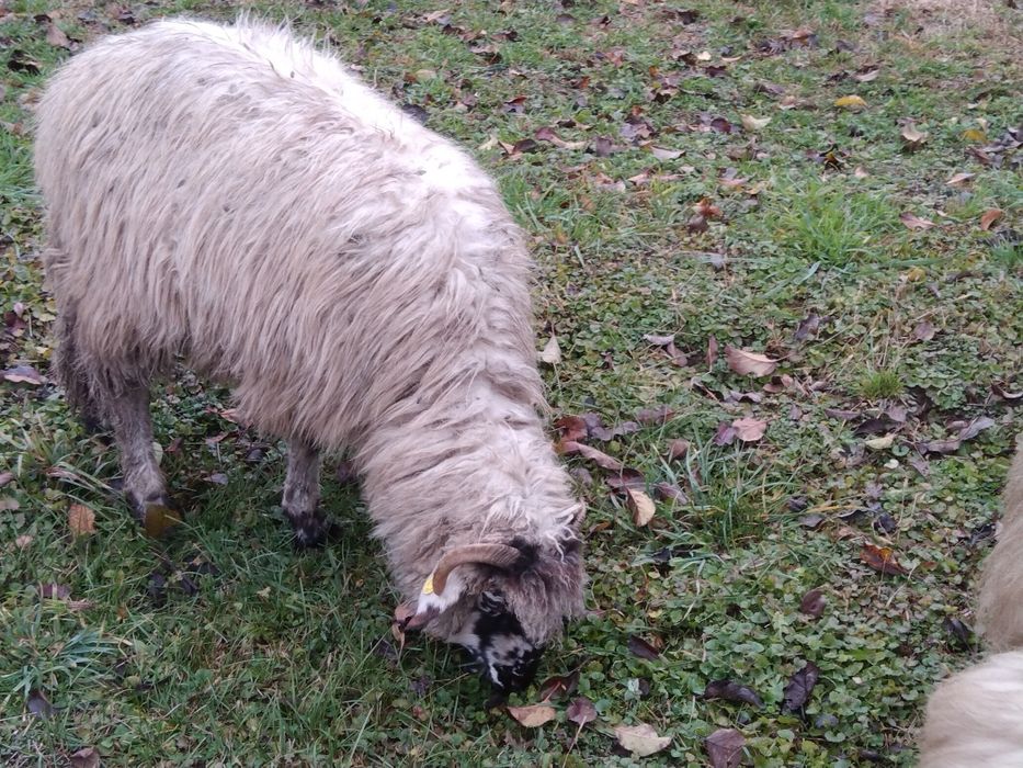 Berbecuț noatin de tăiat