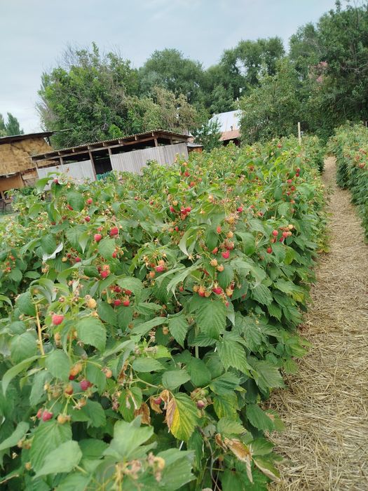 Продам малину ремонтантную.Сорт Полка и Полана