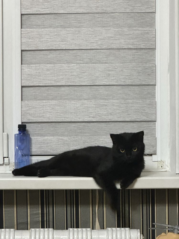 кот ( Salem ) на вязку