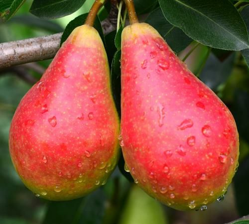 Pomi Fructiferi deosebiti par olivier de serres