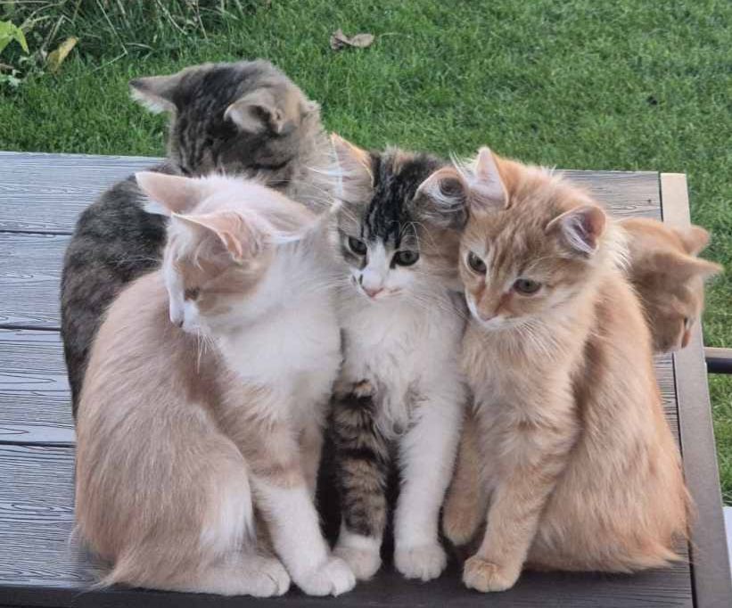 Котета търсят добри стопани