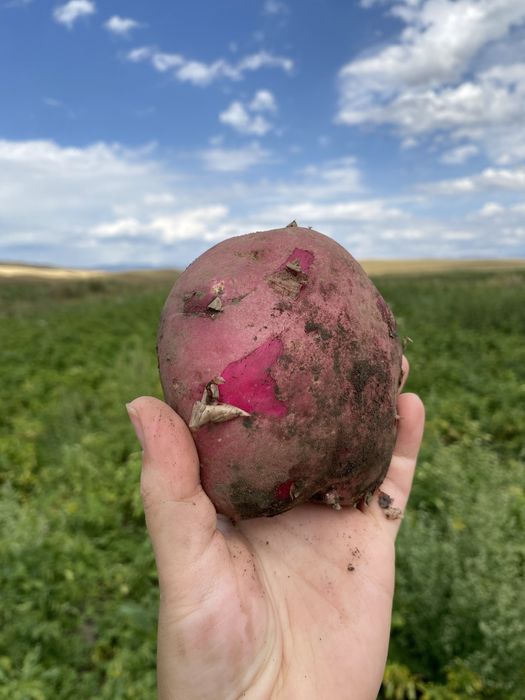 Семена Кугалинской картошки