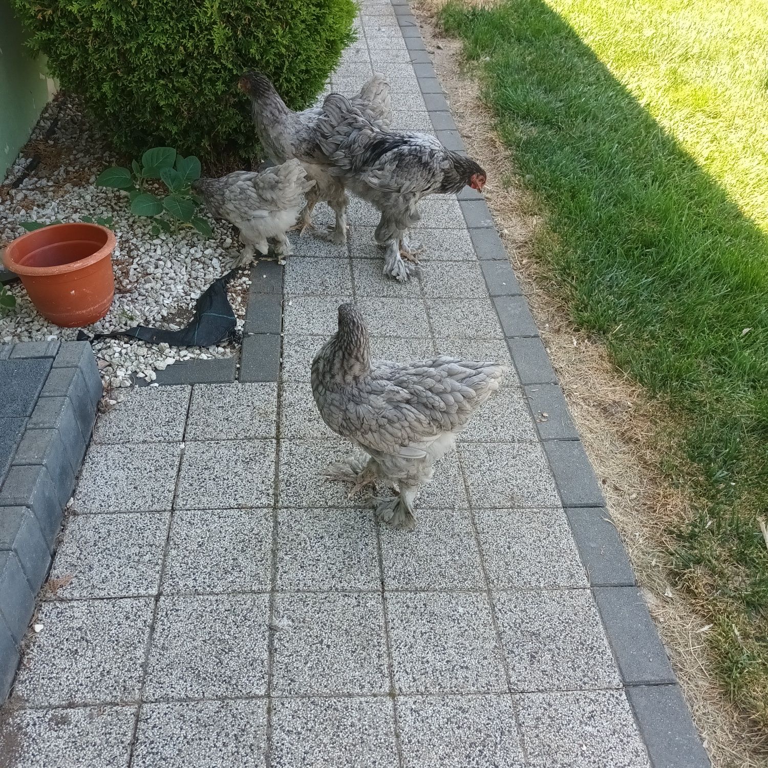 Oua brahma pentru incubat și pui