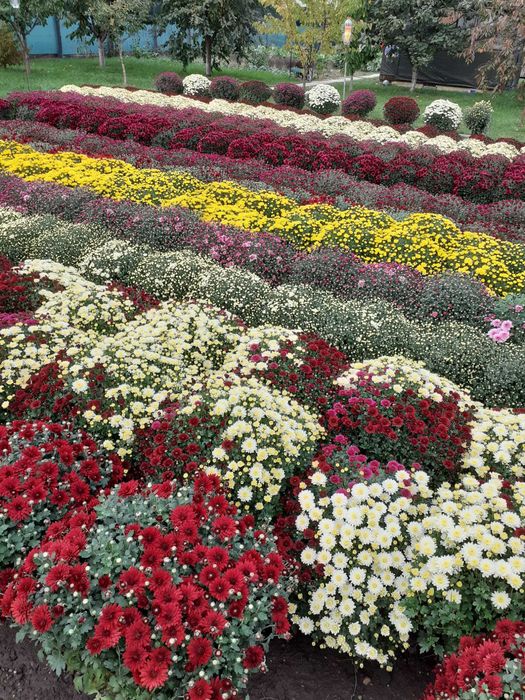 Vand crizanteme la ghiveci, fir si buchet diverse marim si culori