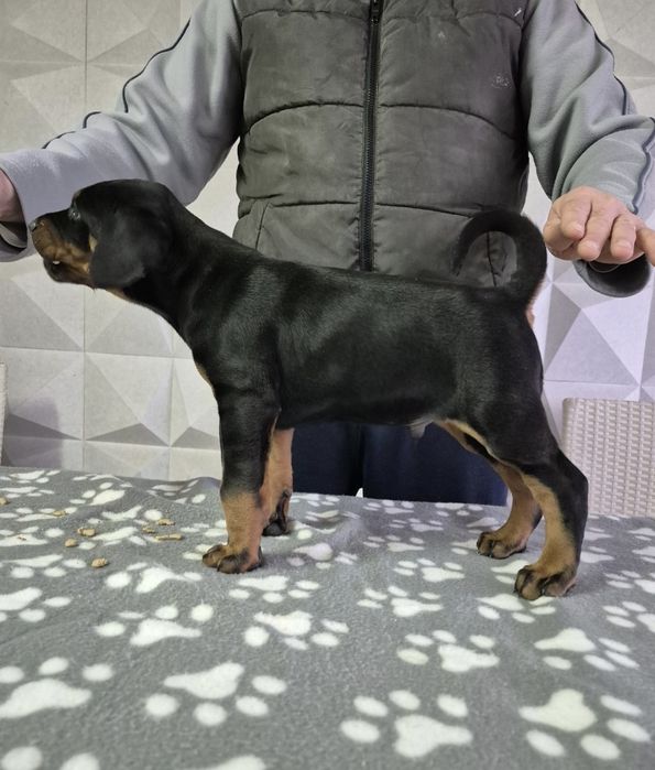 Vand pui doberman