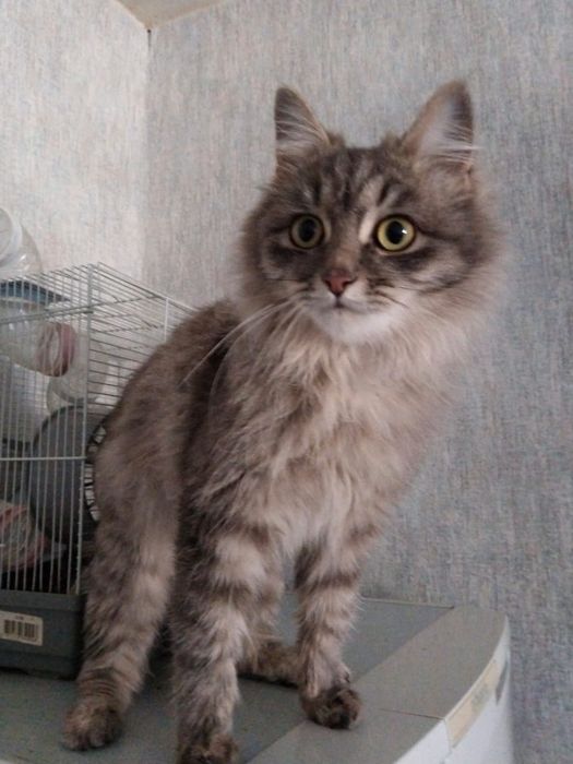 Отдам в добрые руки котика