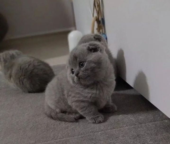 Шотландские котята