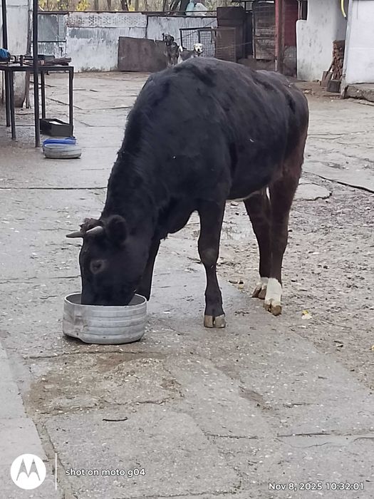 Vând junica 1 an jumate