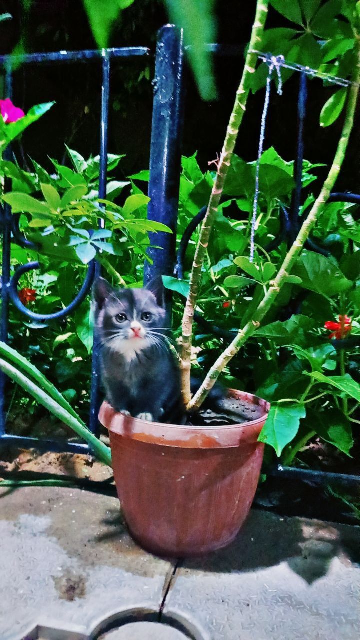 Mushu bor bolasi