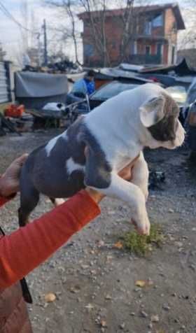 Продавам продавам американско були XL женска