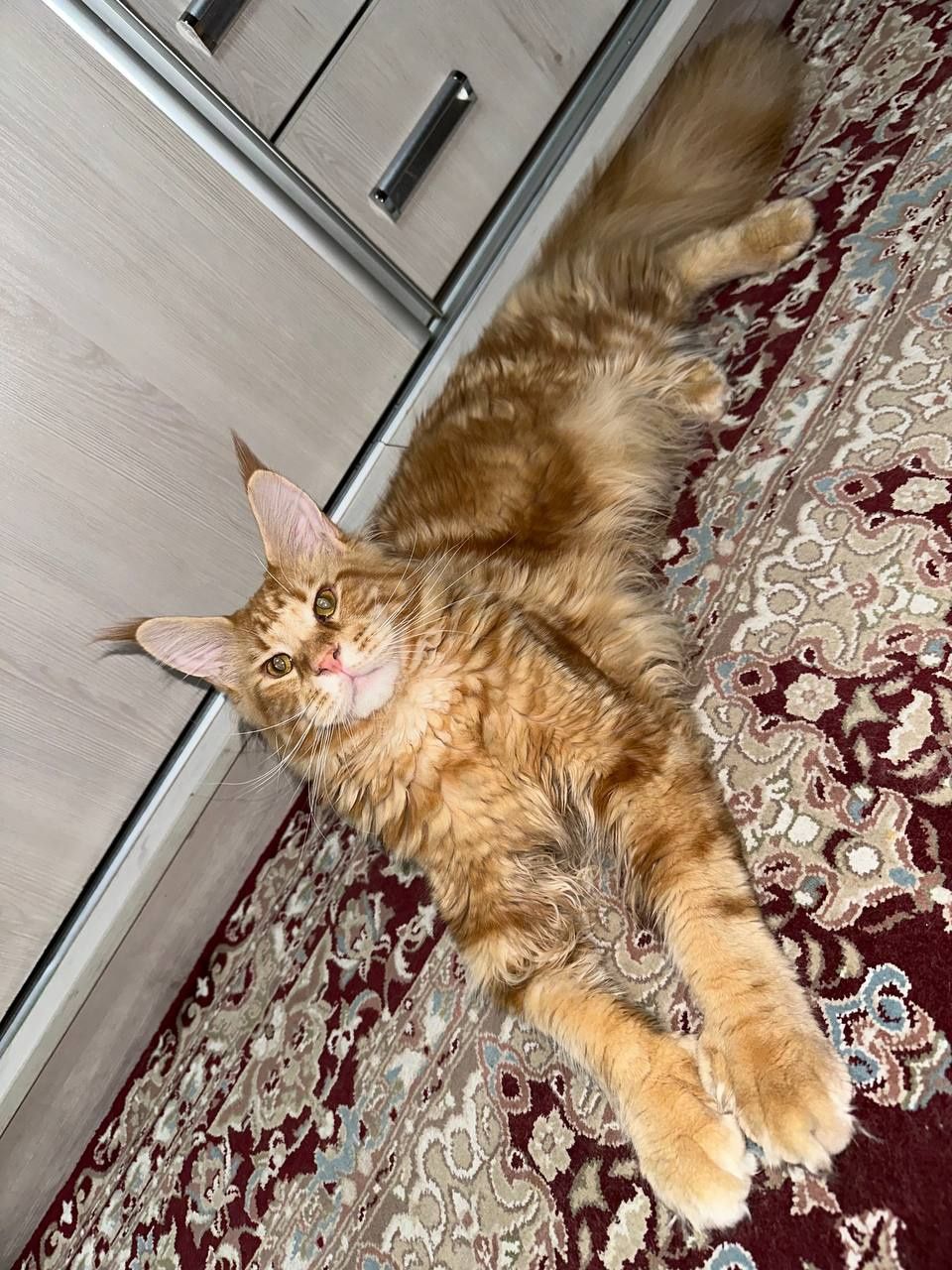 Рыжие коты полидакты Мейн кун