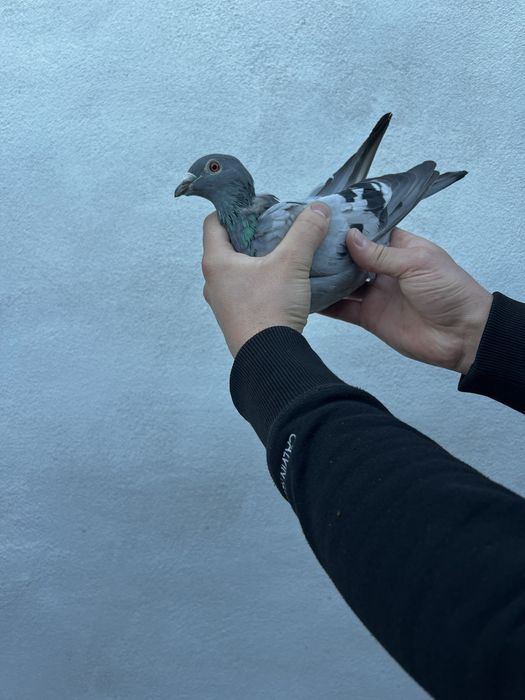 Femelă 2022 Gaby Vandenabeele