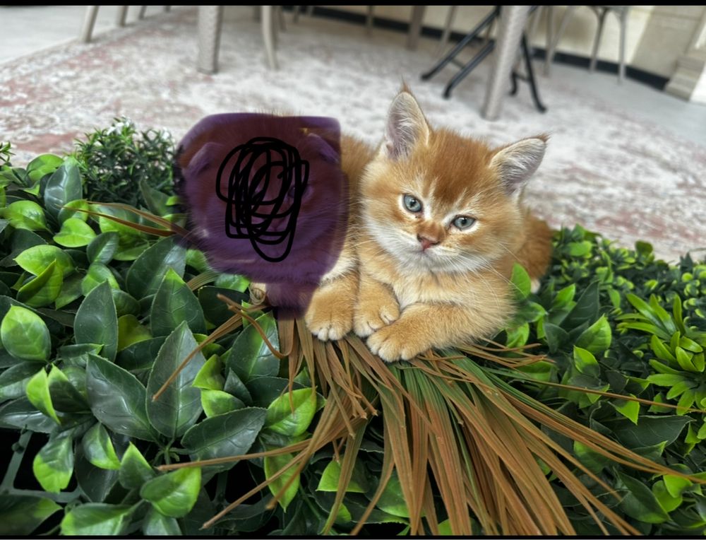 Котенок скотиш-страйт