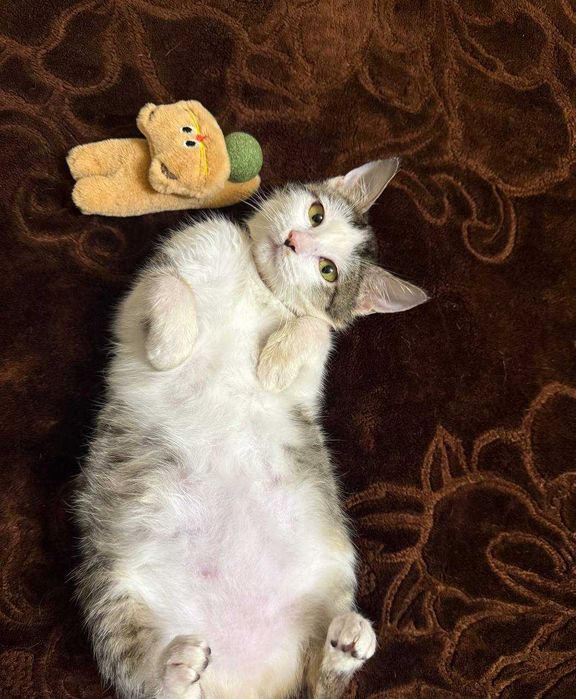 Не просто котёнок — маленькая подруга на всю жизнь