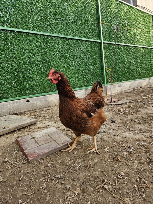 Хан хаяп тову ва хурози