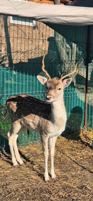 Dama dama mascul 2 ani