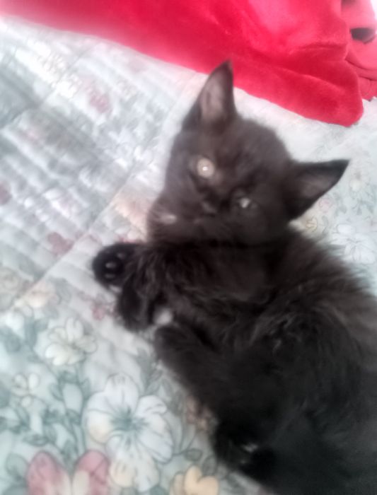 Отдам котят в хорошие руки