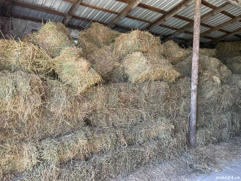 Baloti lucerna recolta 2025 - 22lei/balot