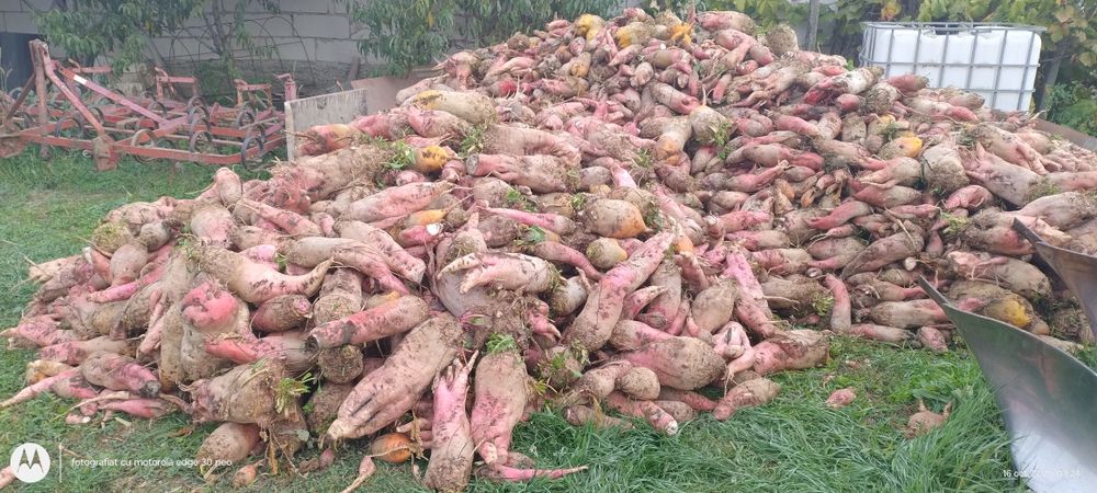 Sfeclă furajeră de vânzare