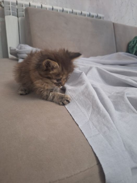 Котёнка вислоухий