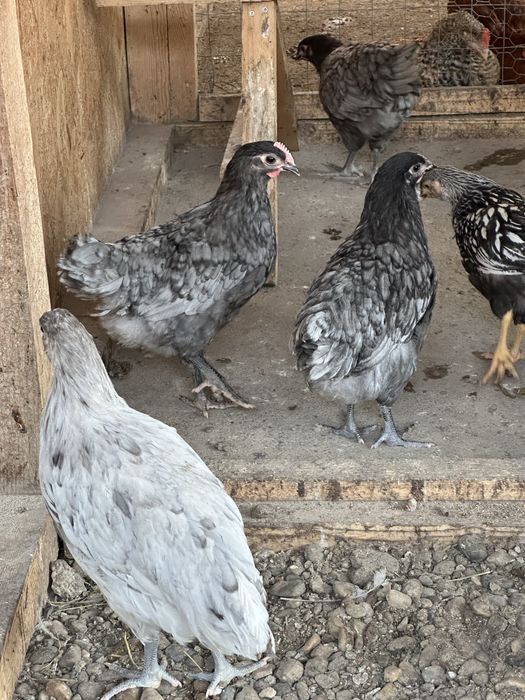 Australop albastru