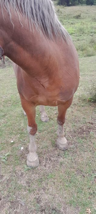 Vand manza de 3/4 ani sau schimb cu vitei sau vaci de abator