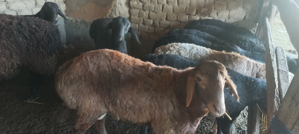 Қой , қозы, тоқты қошқарлар сатылады.