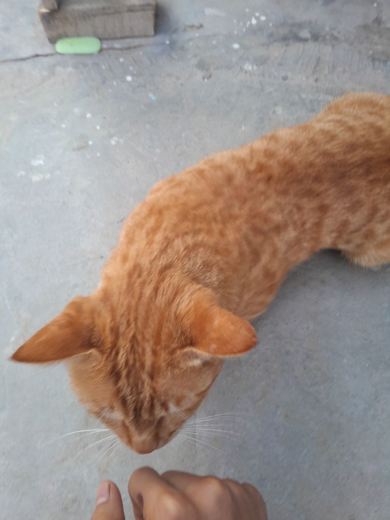 Mushuk sotiladi erkak