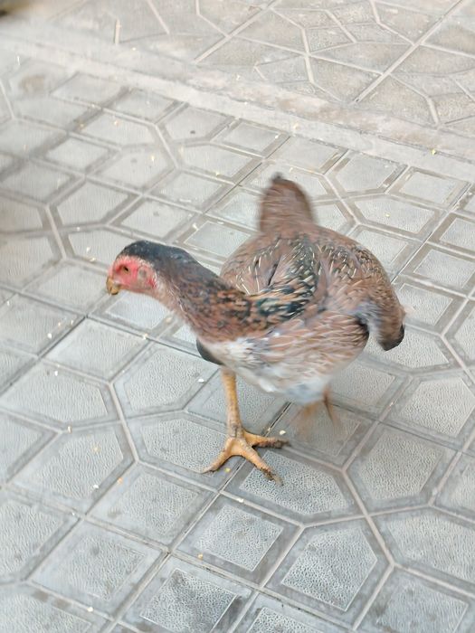 Boboqi dakan horoz tovu sotiladi