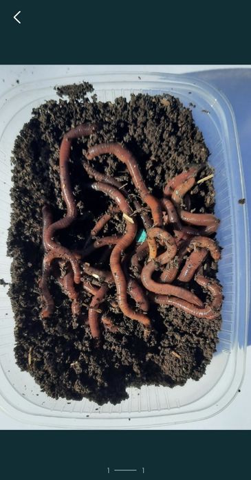 Черви калифорнийские