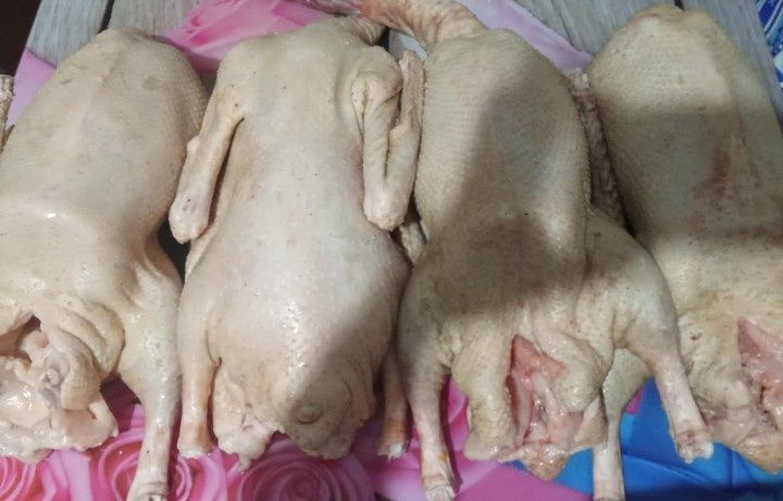 ГУСЬ ГУСИ  домашний 3000тг