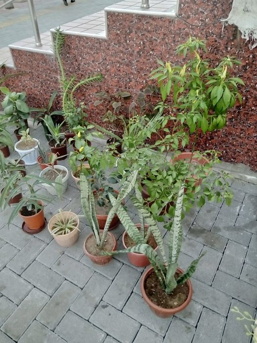 Домашние цветы!!