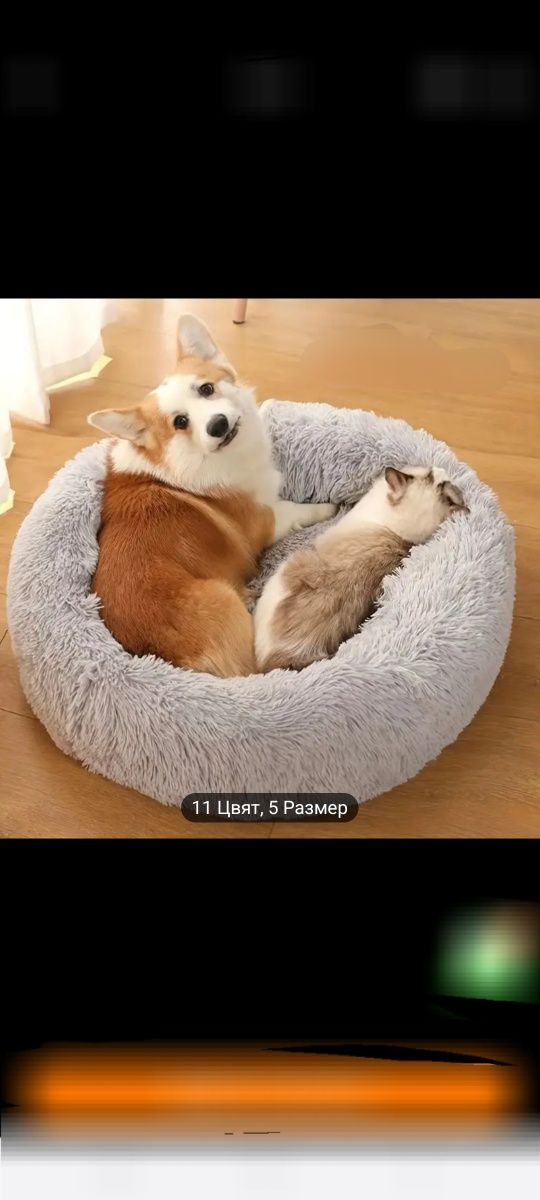легло за куче или коте
