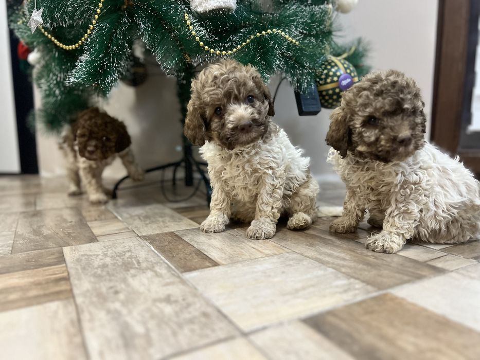 Кученца Lagotto Romagnolo