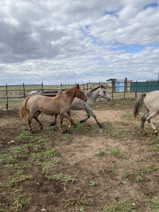 Тайлар сатылады /Продам Тайлар !!!