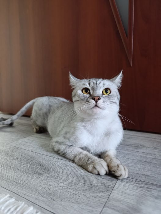 Кошка даром в хорошие руки