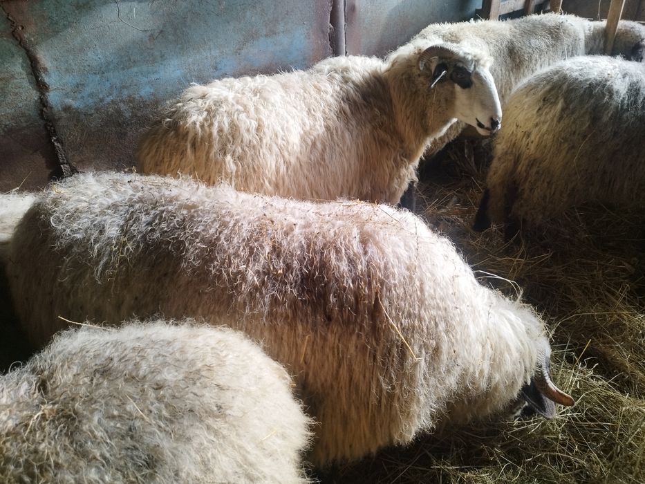 Vind oi tratate rasa Bîrca și turcana