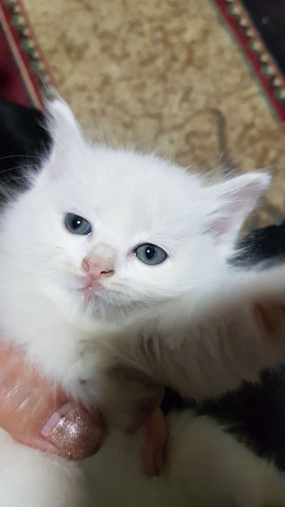 Турецкая ангора мушукча 2 мес. котенок с доставкой