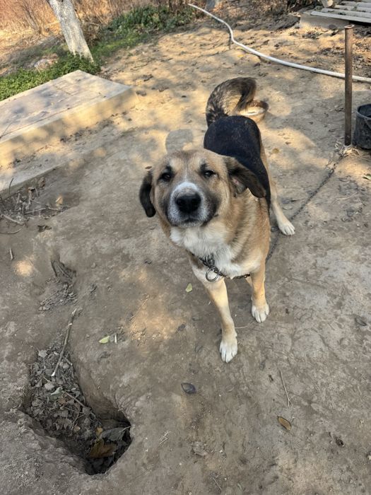 Otdadim v horoshie ruki s otslejivaniem