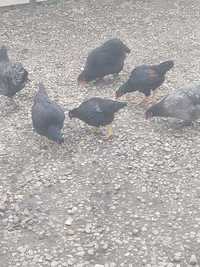 Cocos Australorp și Combatant Indian