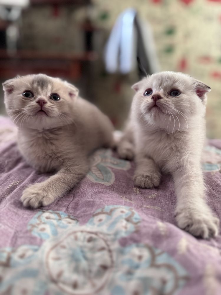 Котенок 1 айлык таза