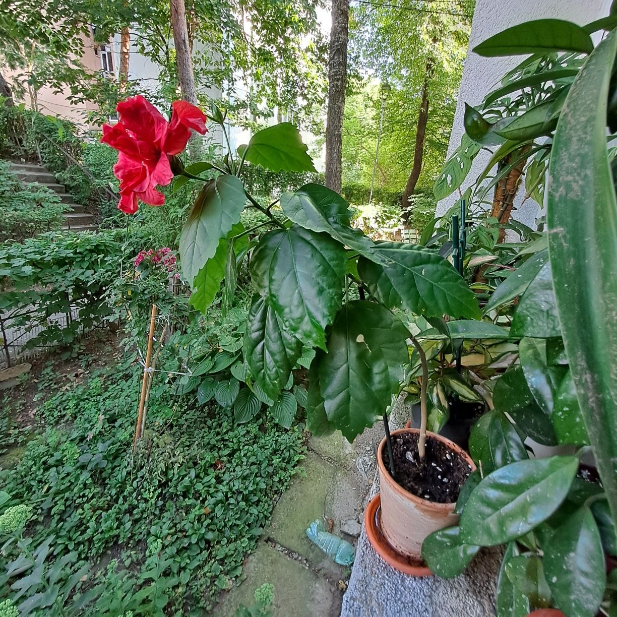 Hoya carnosa,hibiscus si alte plante apartament