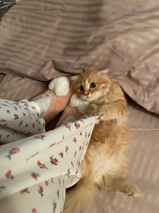 домашний кошки чистый