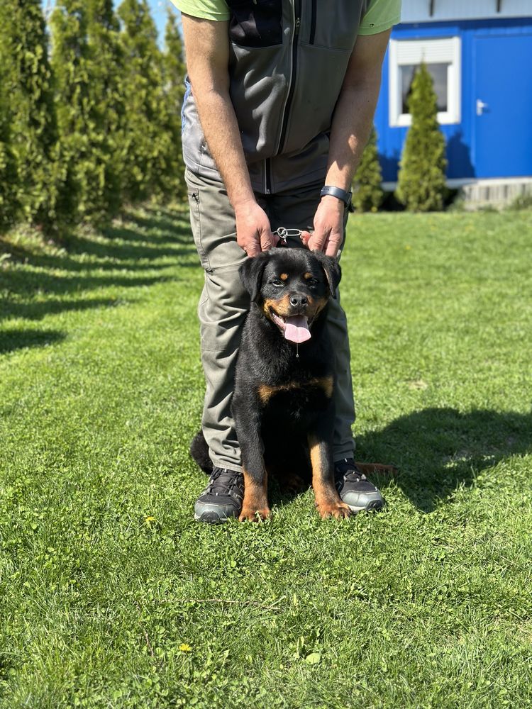 Mascul rottweiler cu pedigree