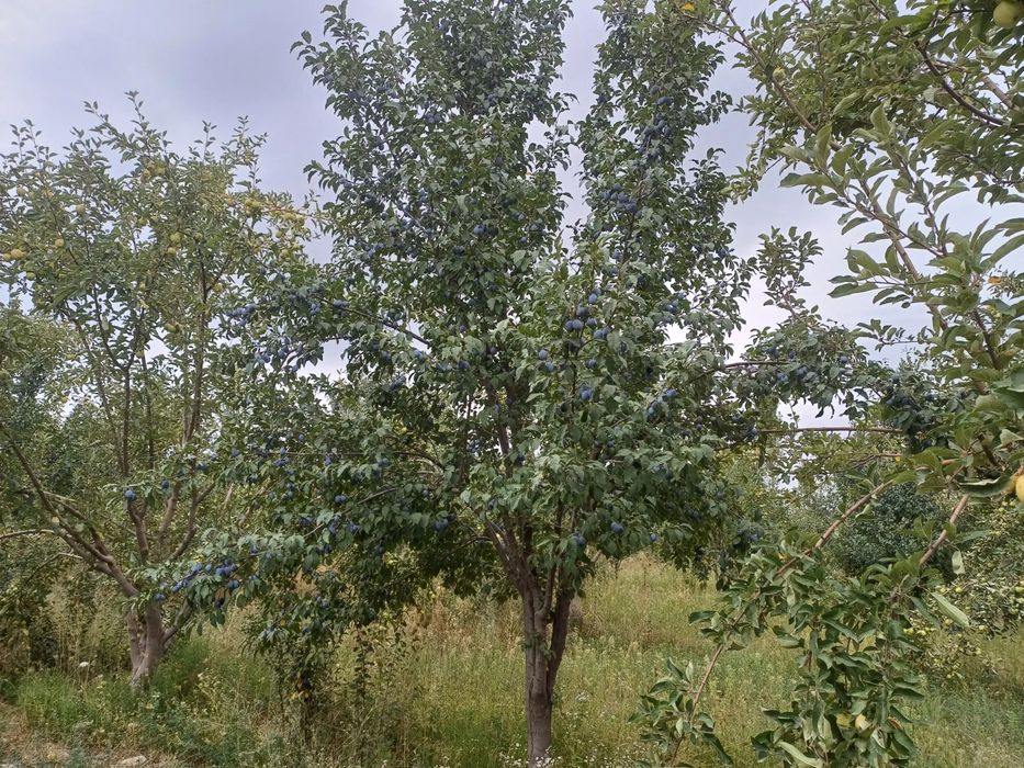 Olma, shaftoli boğ sotiladi.