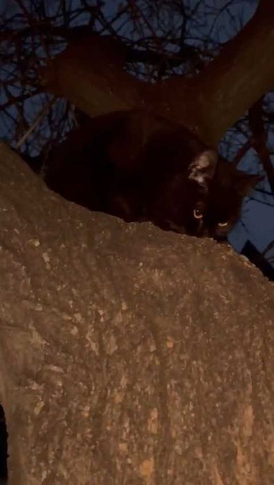 Кто потерял кошку?