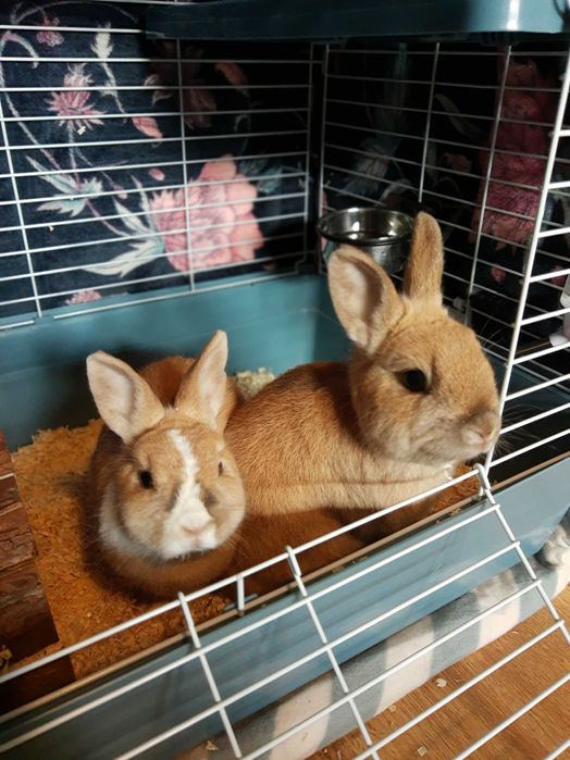 Зайци със собствена клетка