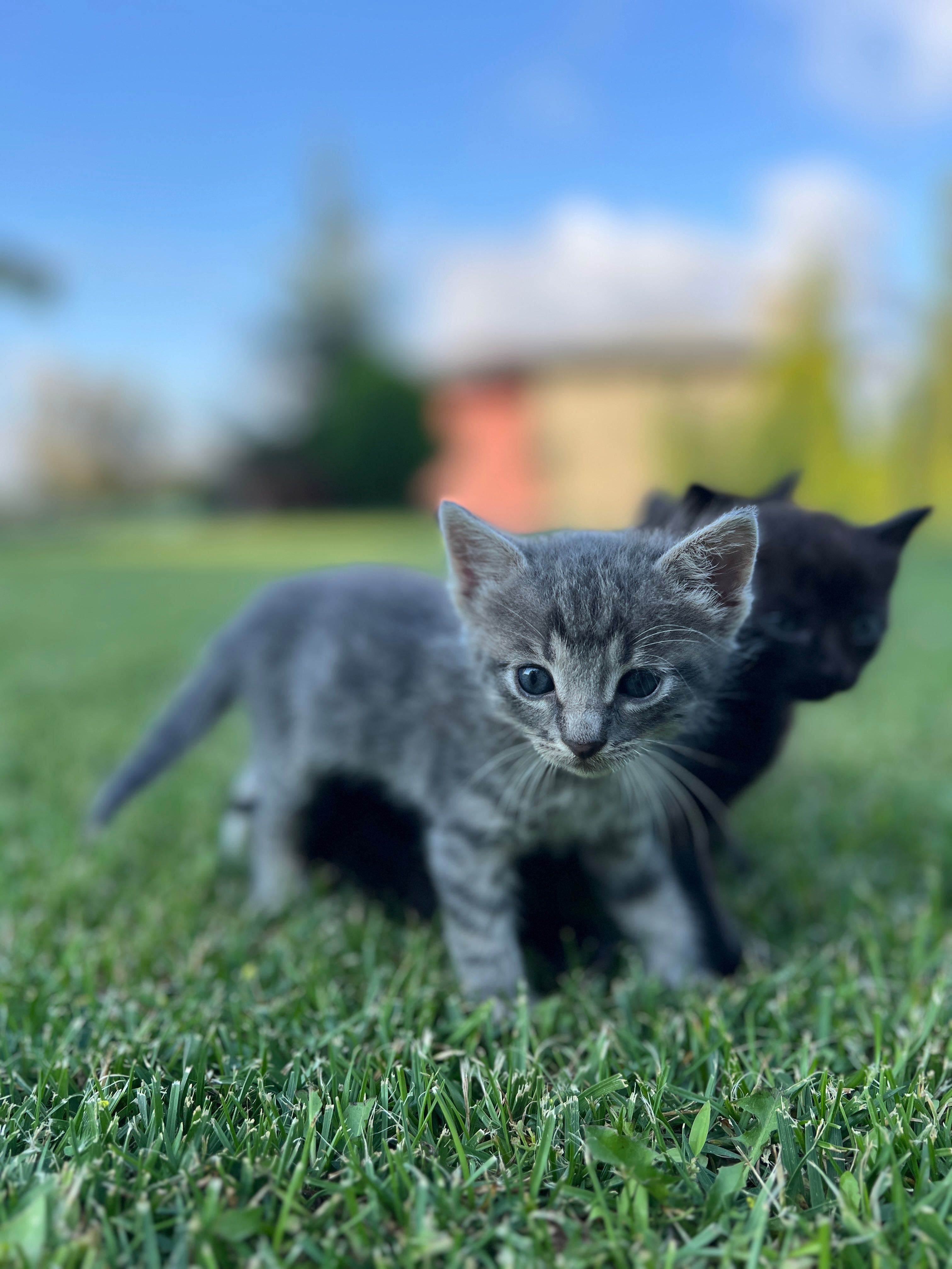 Подярявам малки котенца