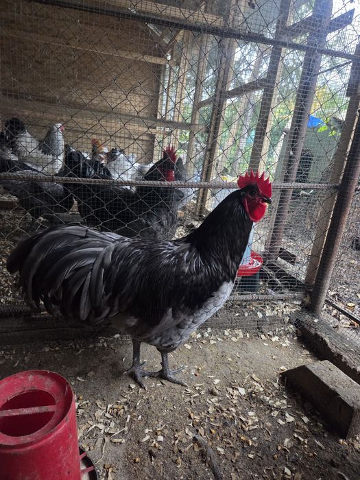 Cocosi rasele matase japoneza, Australorp si Brahma Hd